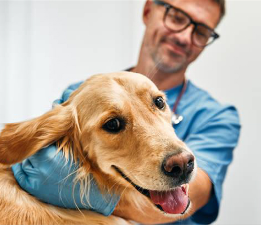 A vet in blue uniform performs a routine checkup on a golden retriever.