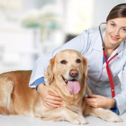 Image for Increase Profitability In Your Veterinary Practice With Cash Discount Program post